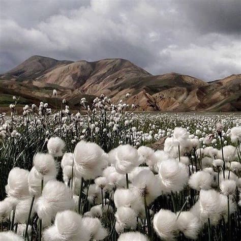 Хлопковое поле, Исландия📷 @leemathewsau Mothers Day May, Iceland Photos ...