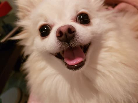 Uwu Dogs Wallpapers - Wallpaper Cave