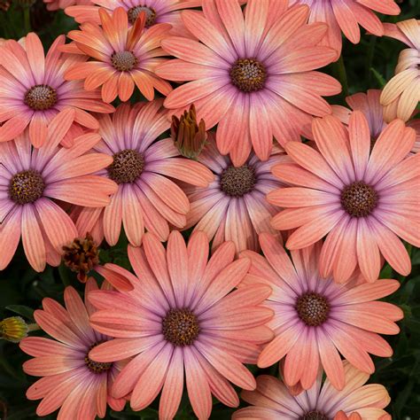 Buy premium quality Osteospermum Serenity Coral Magic from Dutch Bulbs