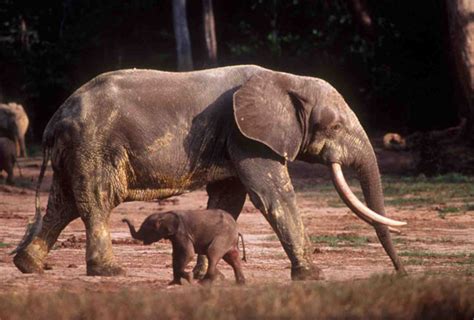african forest elephant pictures