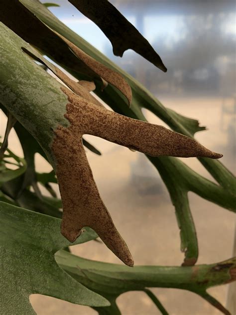 Staghorn Fern Care - Backbone Valley Nursery