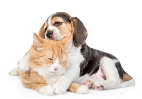 How Do Dogs And Cats Get Along