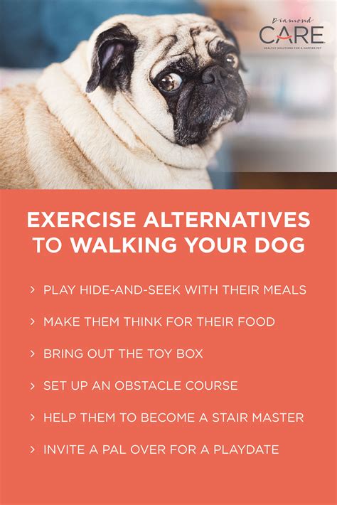 How to Get Your Lazy Dog Up and Moving