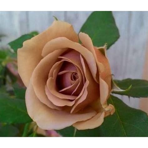 Коко Локо (Rose Koko Loko)