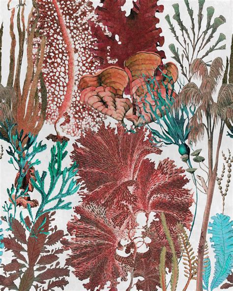 coral Wallpapers on WallpaperDog