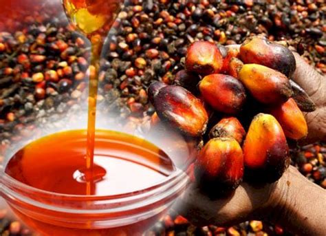 kegunaan minyak kelapa sawit inspirasi penting
