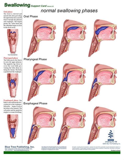 swallowing process explanation  anatomical principle outline