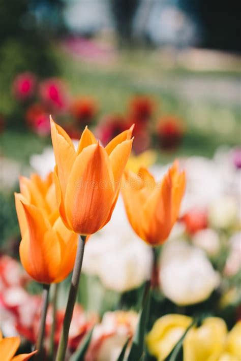 beautiful tulips flower  tulip field  spring stock photo image