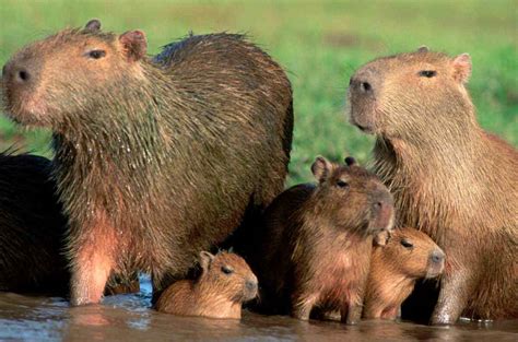 Capivara Se Alimenta De Que - 8