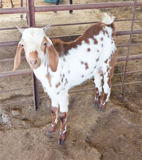 white barbari male goat meat  rs kg  nasrullaganj id