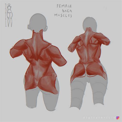 Upper Back Anatomy Female at Eileen Crofts blog