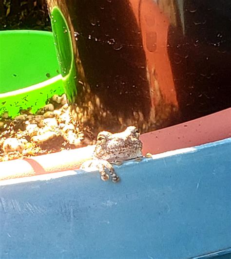 Li'l Mikey, the Bog Frog, moved in to my bog water reservoir while I