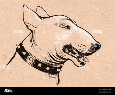 bull terrier head stock photo alamy