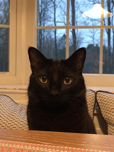 222 best Tooth Of Time images on Pholder | Cats Named Toothless, Earth