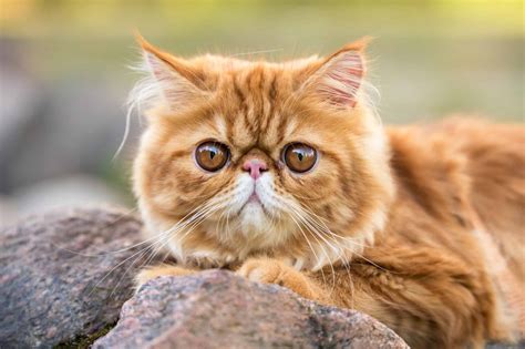 Orange Persian Cat: Facts, Genetics & FAQs (With Pictures)