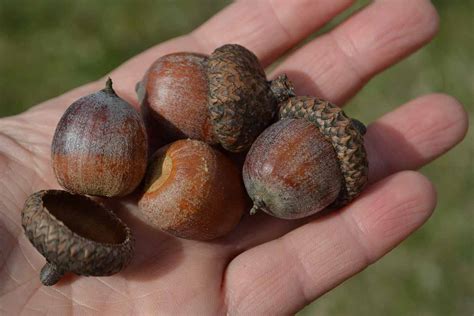 How to Grow and Care for Red Oak Trees (Quercus rubra)