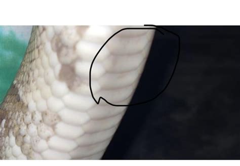 What is this black spot on his belly? : r/ballpython
