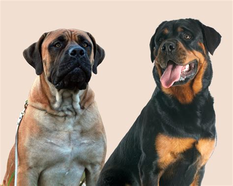 New health studies will benefit your pitbull x rottweiler mix longevity 25