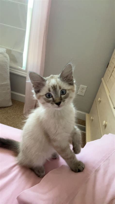 Fawn Point Siamese Cats