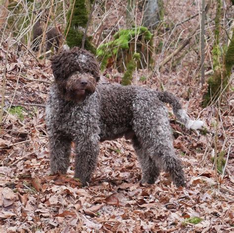 Grooming Lagotto Romagnolo