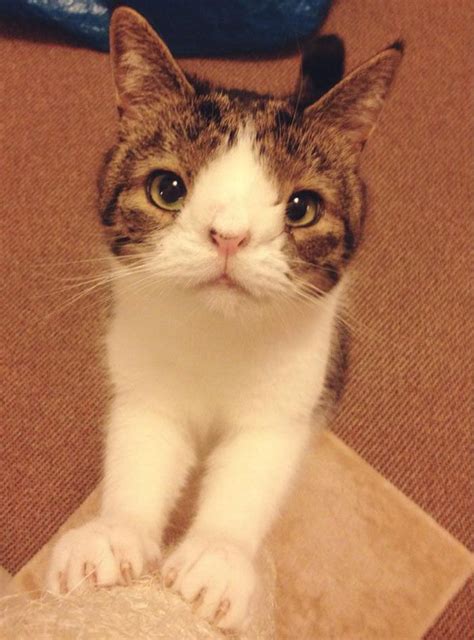 adorable cat sitting   cardboard box cat   limbs cat