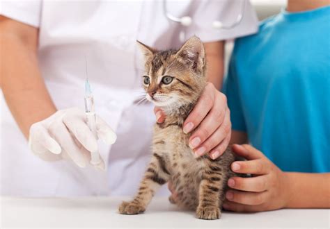 Cat Herpes: Symptoms, Diagnosis, Treatment, Vaccines, Contagiousness
