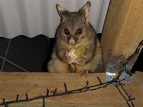 pouch possum galore