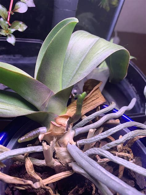 I've gone from killing my orchids to keeping them alive, and now see a