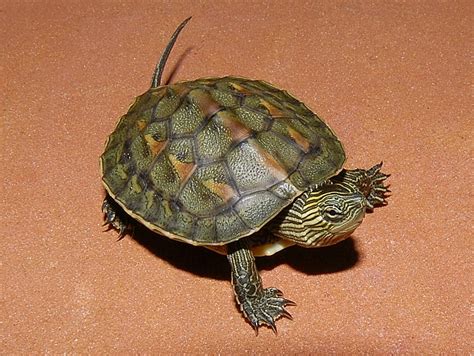 Chinese Golden Thread Turtles for sale | The Turtle Source