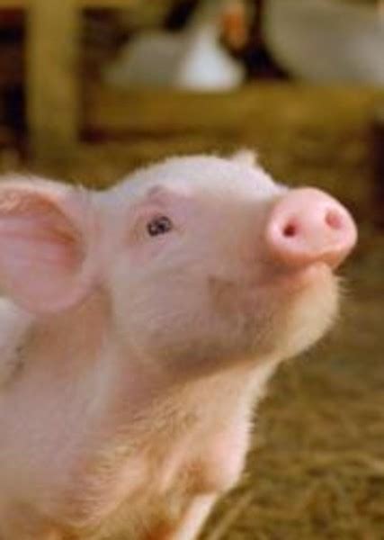 Wilbur the Pig Fan Casting