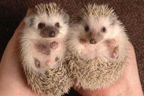 5 Hewan Paling Unik dan Lucu Di Dunia | W4wkeren