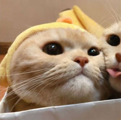 Pin di Cat matching pfps