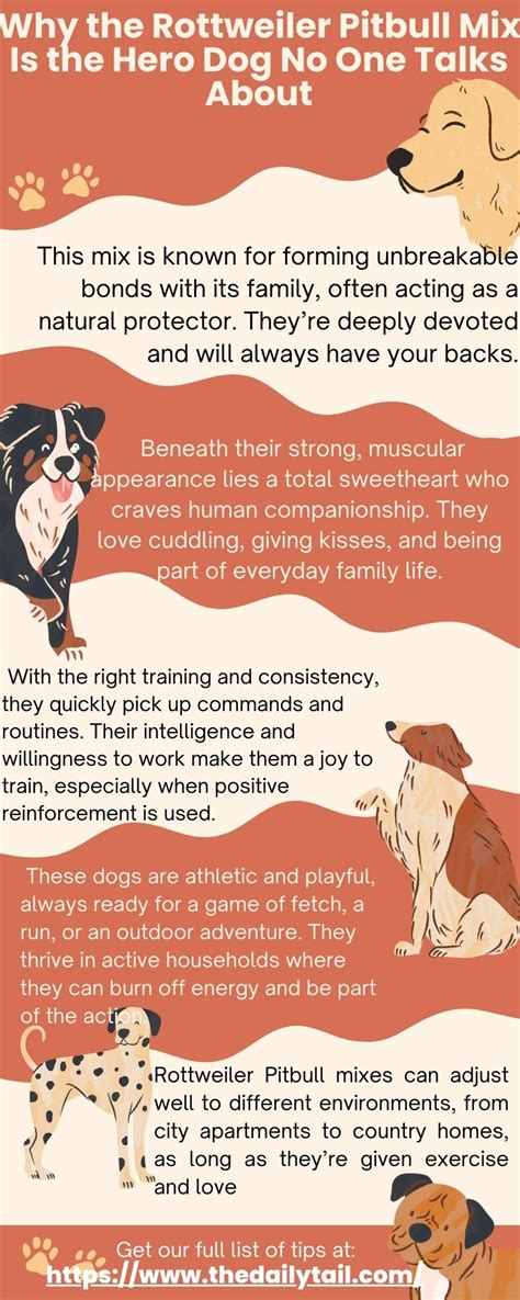Why The Rottweiler Pitbull Mix Is The Hero Dog No One Talks About