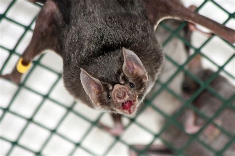 Bat Removal Fishkill New York | Bat Control Fishkill | Humane Bat