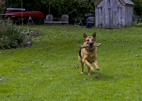 German Shepherd Dog / Alsatian (Canis Lupis Familiaris) [OC] [2100x3149