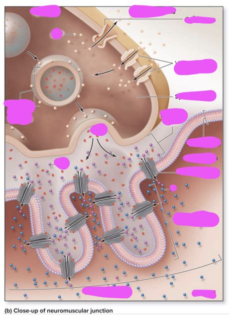 Neuromuscular Junction: Synaptic Knob Diagram Diagram | Quizlet