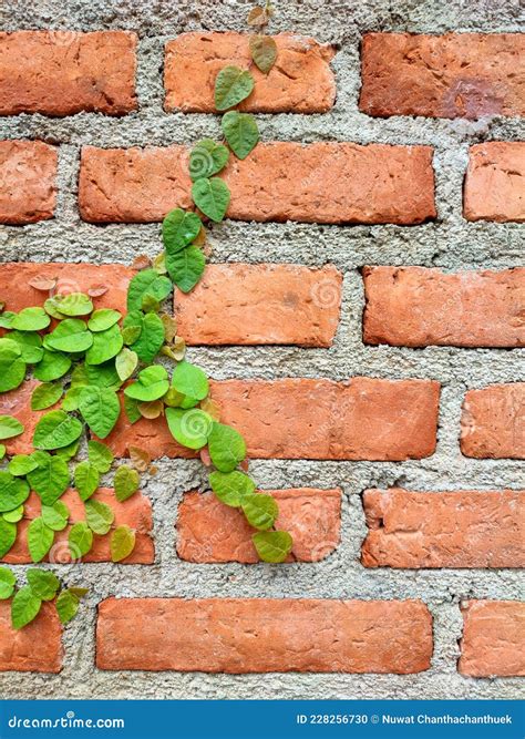 Green Ivy Plant Growing on a Brick Wall of the House Stock Photo