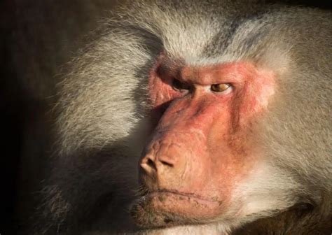 Baboon Behavior - AnimalBehaviorCorner