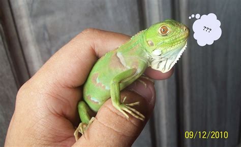 Iguana E Camaleão Diferença - Qual a Diferença Entre Iguana e Camaleão? | Mundo Ecologia