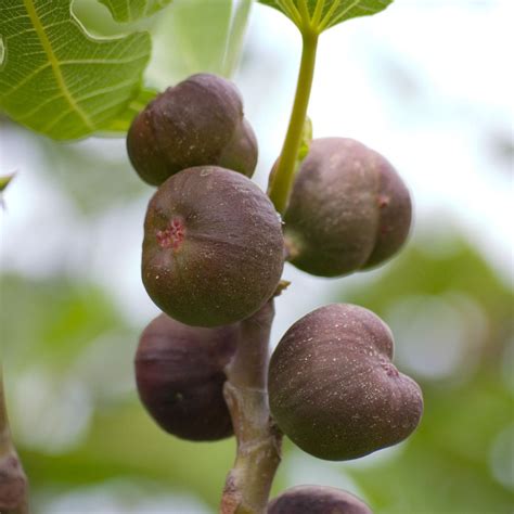fig fruit tree
