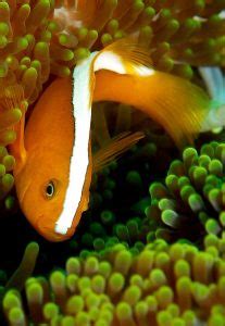 types  clownfish  pictures clownfish species