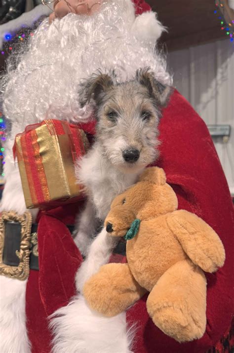 Wire Fox Terrier Puppies For Sale