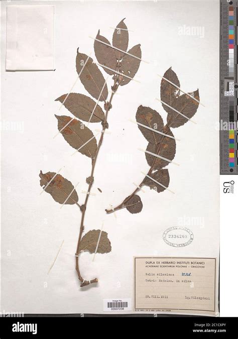 Salix silesiaca Salix silesiaca Stock Photo - Alamy