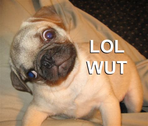 wut dog meme