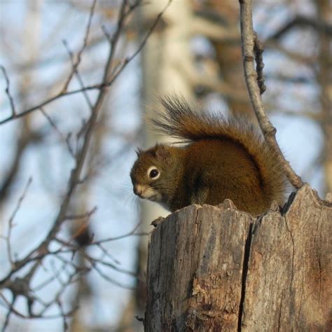 opalescent – documenting my nature adventures