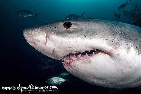 Australian Great White Sharks - A Guide | Indopacificimages