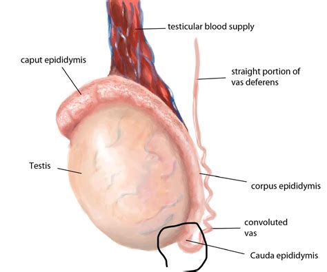 Difference at bottom of testicles or a lump? : r/testicularcancer