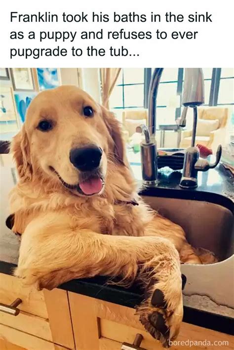 memes  dog owners  find humorously relatable bored panda