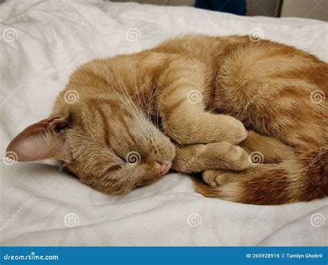 Sleeping ginger kitten stock photo. Image of animal - 265928916