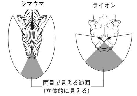 【中学理科】肉食動物と草食動物の体のつくり【歯のつくり・目のつきかた】